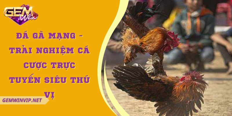 Đá Gà Mạng - Trải Nghiệm Cá Cược Trực Tuyến Siêu Thú Vị